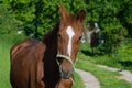 A standing horse