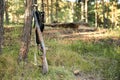 Standing hunting rifle and cartridges in a bandoleer near the tree