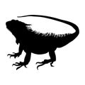Standing Iguana Iguana Iguana On a Side View Silhouette Found In Map Of entral and south America, and the Caribbea