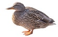 Standing isolated mallard duck