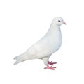Standing isolated white dove Royalty Free Stock Photo