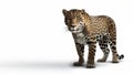 Standing Jaguar animal full body on isolated white background