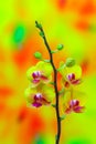 Pretty and captivating mini yellow phalaenopsis orchids against colorful background