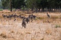 Kangaroos in a landscape the Grampians, Victoria, Australia