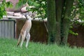 Standing kangaroo Royalty Free Stock Photo