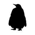 Standing King Penguin Aptenodytes Patagonicus On a Front View Silhouette Found In Antartica. Good To Use For Element Print Book
