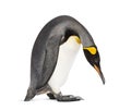 King penguin standing, isolated