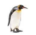 Standing King penguin looking down