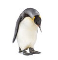 standing King penguin looking down Royalty Free Stock Photo
