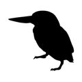 Standing Kingfisher Bird Coraciiformes On a Side View Silhouette Found In Wetlands and woodlands worldwide