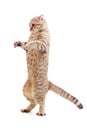 Standing kitten or cat striped like Godzilla Royalty Free Stock Photo