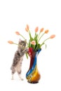 Standing kitten with tulips in a vase