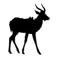 Standing Kudu Antelope Tragelaphus Strepsiceros On a Side View Silhouette Found In Southern Africa