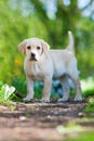 Standing labrador retriever puppy in nature Royalty Free Stock Photo