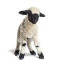 Standing Lamb Blacknose sheep looking at the camera, three weeks old Royalty Free Stock Photo