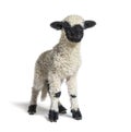 Standing Lamb Blacknose sheep looking at the camera, three weeks old Royalty Free Stock Photo