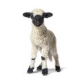Standing Lamb Blacknose sheep looking at the camera, three weeks old Royalty Free Stock Photo