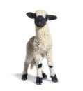 Standing Lamb Blacknose sheep looking at the camera, three weeks old Royalty Free Stock Photo