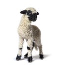 Standing Lamb Blacknose sheep looking at the camera, three weeks old Royalty Free Stock Photo