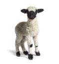 Standing Lamb Blacknose sheep looking at the camera, three weeks old Royalty Free Stock Photo