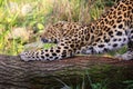 Standing leopard