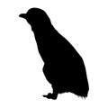 Standing Little Penguin Eudyptula Minor On a Side View Silhouette Found In Map Of New Zealand, Tasmania and South America