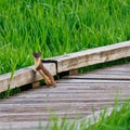 Standing Long Tailed Weasel