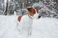 Standing and looking where to go. Close up portrait of cute dog that have a walk ourdoors in the winter time