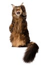 Standing Maine Coon cat isolated on white Royalty Free Stock Photo