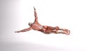 3D illustration : male body illustration with muscle tissues maps display in the studio