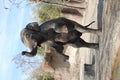 Standing male elephant