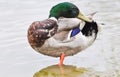 Standing Mallard duck in a lake Royalty Free Stock Photo