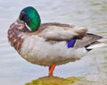 Standing Mallard duck in a lake Royalty Free Stock Photo