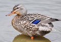 Close up of Standing Mallard duck in a lake, female Royalty Free Stock Photo