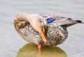 Close up of Standing Mallard duck in a lake, female