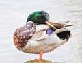 Standing Mallard duck in a lake Royalty Free Stock Photo