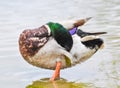 Standing Mallard duck in a lake Royalty Free Stock Photo