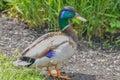 A Standing Mallard duck watching out on green grass at noon