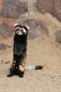 Standing marbled polecat