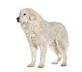 Standing Maremma Sheepdog, isolated on white Royalty Free Stock Photo