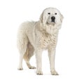 Standing Maremma Sheepdog, isolated on white Royalty Free Stock Photo