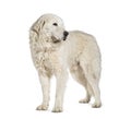 Standing Maremma Sheepdog, isolated on white Royalty Free Stock Photo