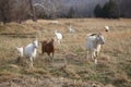 Male and female Kiko Goats fenced in on a ranch Royalty Free Stock Photo