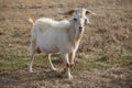 Large male Kiko goat roaming the ranch Royalty Free Stock Photo