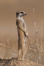 Standing meerkat Royalty Free Stock Photo