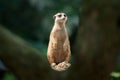 Standing Meerkat Royalty Free Stock Photo