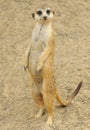 Standing Meerkat Royalty Free Stock Photo