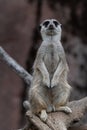 Standing Meerkat on a branch Royalty Free Stock Photo