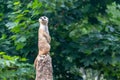 standing meerkat on guard, on top of the termite mound Royalty Free Stock Photo