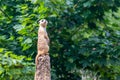 standing meerkat on guard, on top of the termite mound Royalty Free Stock Photo